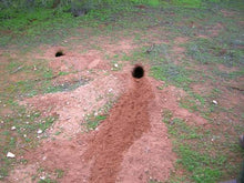 The Rabbit Man - Managing Wild Rabbits