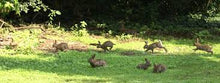 The Rabbit Man - Managing Wild Rabbits