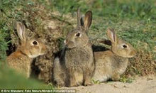 The Rabbit Man - Managing Wild Rabbits