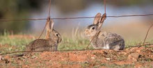 The Rabbit Man - Managing Wild Rabbits
