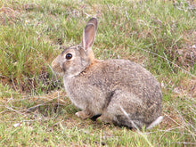 The Rabbit Man - Managing Wild Rabbits
