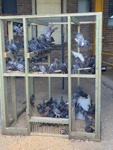 Trapping of Pigeons