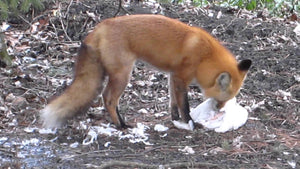 The Fox Man - Foxes