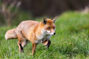 The Fox Man - Foxes